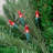 100-Count LED Mini Christmas Lights 33ft Wire-1091993304