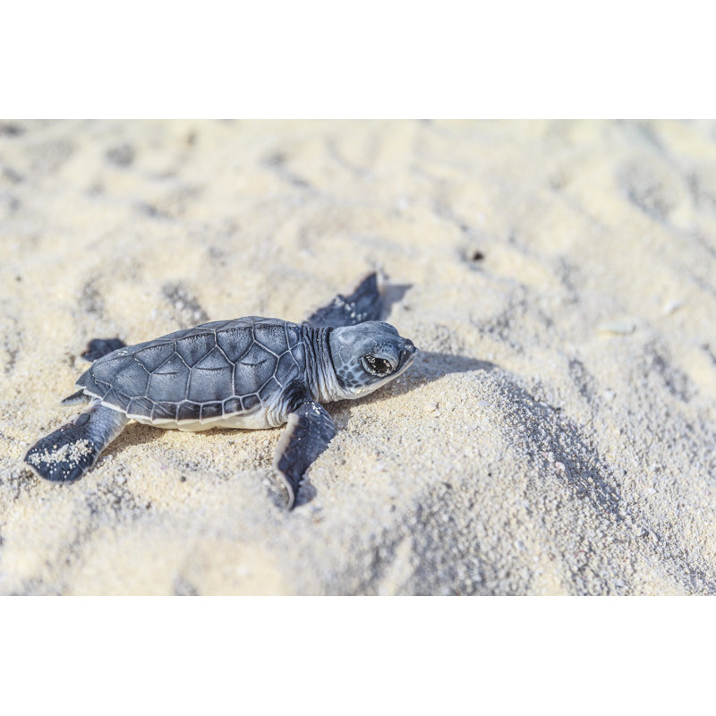 Newborn Sea Turtle by Italiansight - Wrapped Canvas Print, 81cm H x 122cm W x 3.8cm D