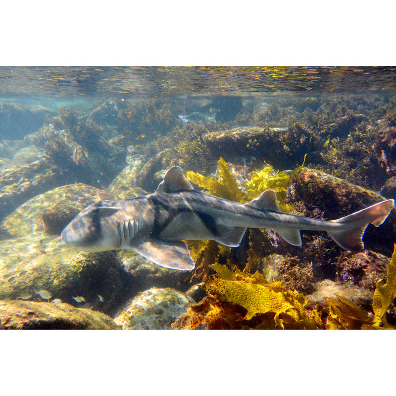 Port Jackson Shark - Wrapped Canvas Print, 81cm H x 122cm W x 3.8cm D