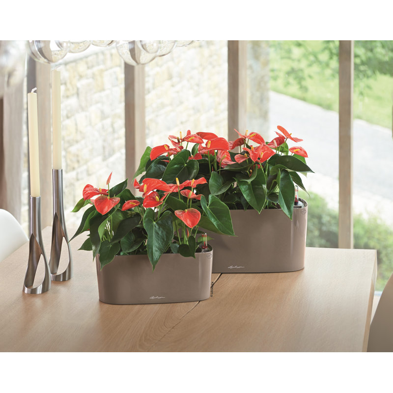Delta Premium Window Box Planter, 13cm H x 30cm W x 11cm D, Taupe