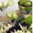 Grapes 'n Vines 7 oz. Cosmos Glass