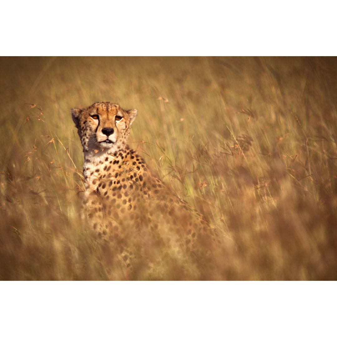 Gepard im hohen Gras von WLDavies - Kunstdrucke auf Leinwand