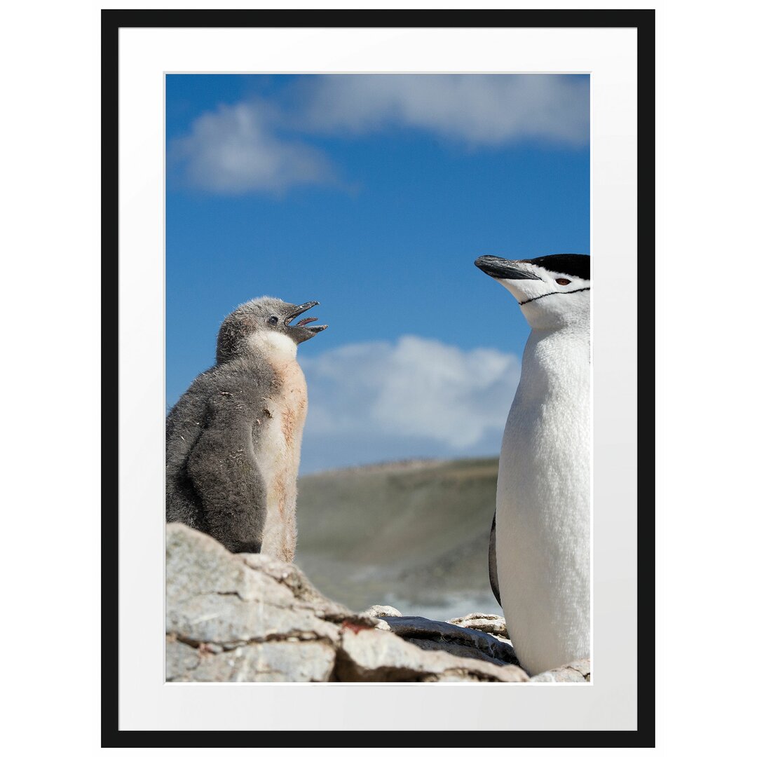 Gerahmtes Poster Pinguin mit süßen Küken