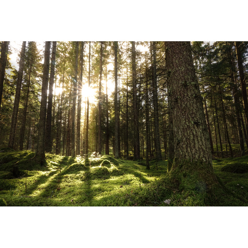 Paysage de forêt de conifères, H 8 po x l 12 po
