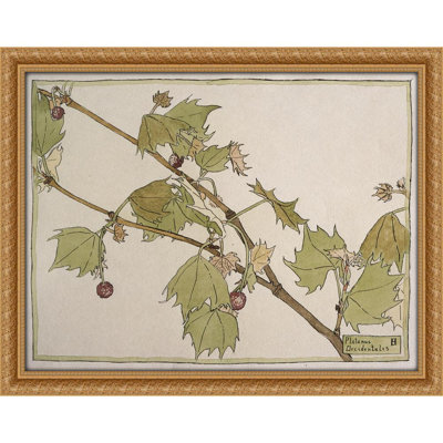 Platanus Occidentalis (Sycamore) (circa 1915)