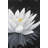 Lotus Flower With Reflection Print On Canvas