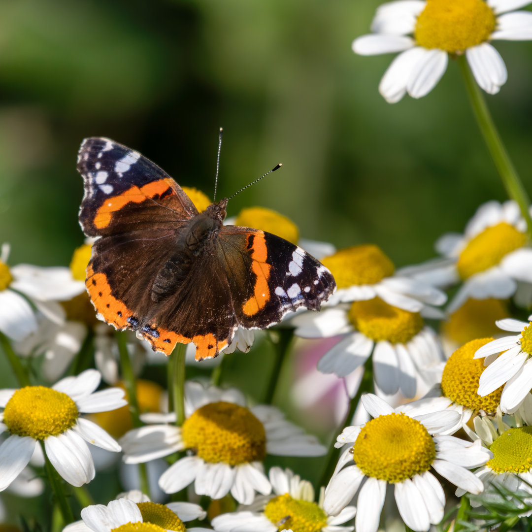 Schmetterling auf Gänseblümchen - Druck