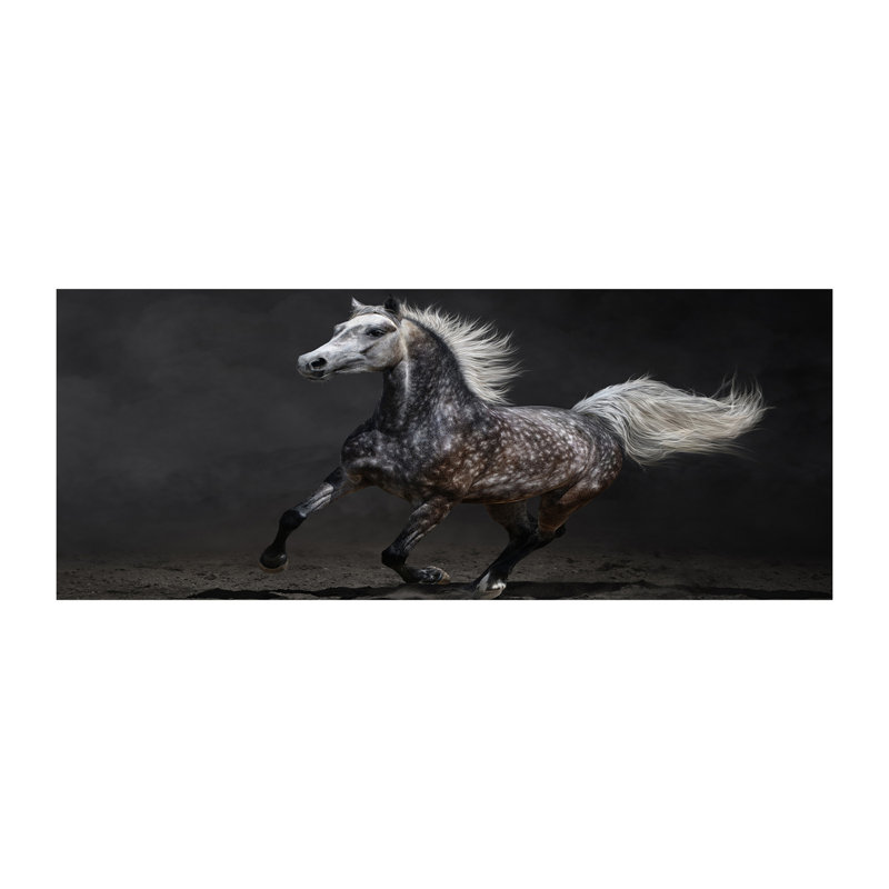 Gray Arabian Horse - Wrapped Canvas Print