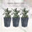 Attractive Set of Three Planters for Various Settings, Enhancing Your Space-291991299