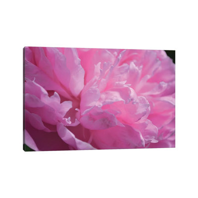 Pastel Peony by Michelle Calkins - Wrapped Canvas Print