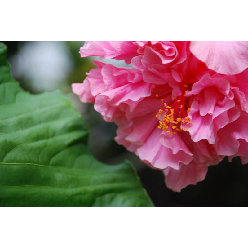 Soft Pink Petals And Green Leaves - Wrapped Canvas Art Prints, 30cm H x 46cm W