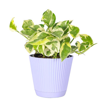 Thorsen's Greenhouse Live Pearls and Jade Pothos Plant in Ruffle Pot, 4-inch Diameter