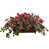 Rose sélectionné