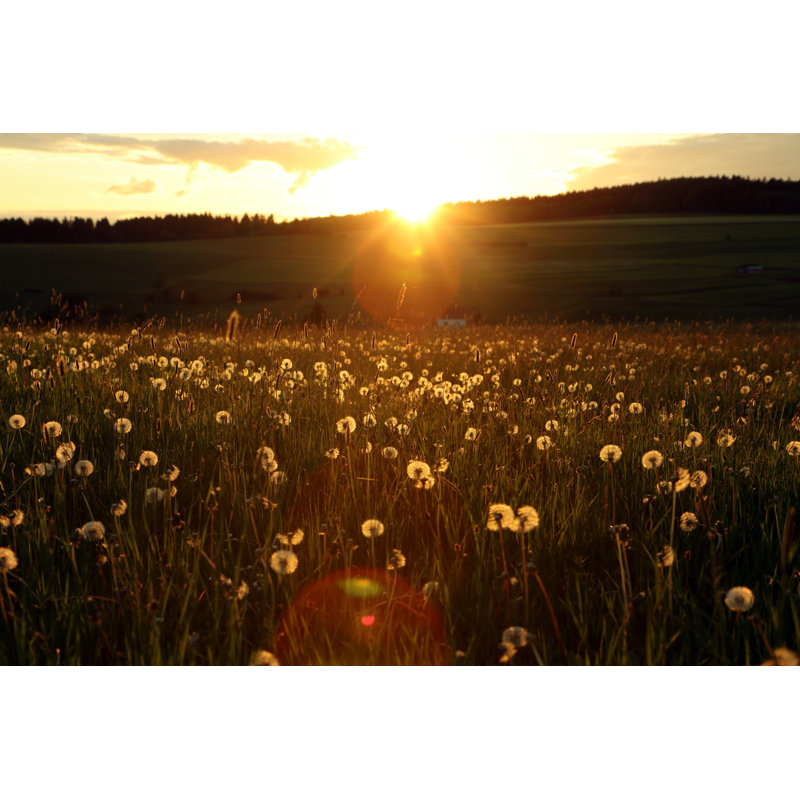Leorn Blowballs Field In Sunset - Wrapped Canvas Print, 30cm H x 46cm W x 3.8cm D
