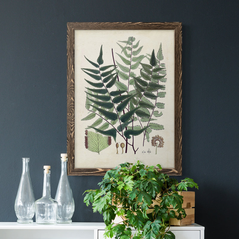 " Collected Ferns VII " Painting Print, Walnut Framed, 23" H x 32" W x 1" D