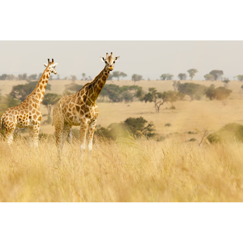 Rothschild Giraffe by 1001slide - Wrapped Canvas Print, 81cm H x 122cm W x 3.8cm D