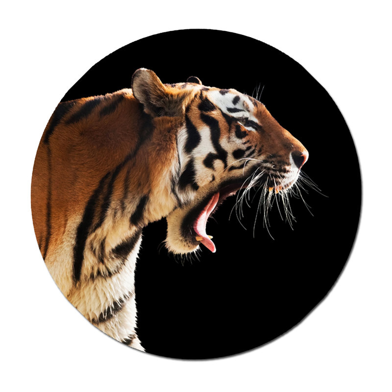 Tiger's Roar - photographie, H 46 po x l 46 po