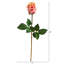 Tige de roses-577586553-577586554