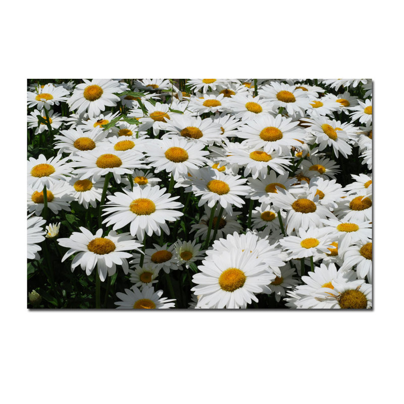 «I Love Daisies! par Kurt Shaffer, reproduction de photo sur toile tendue
