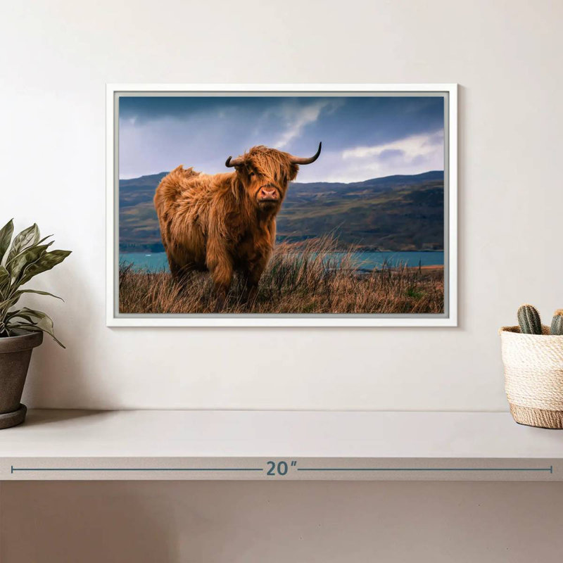 Grande vache Highland, Cadre flottant blanc, 13 po x 9 po