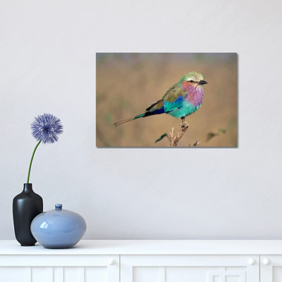 Lilac-Breasted Roller Perching, Masai Mara Game Reserve, Kenya 1 Piece Wrapped Canvas Painting