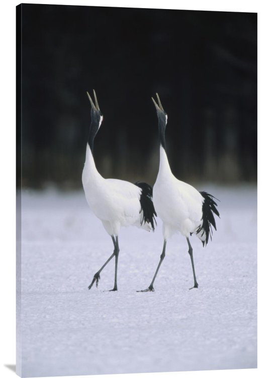 " Red-Crowned Crane Pair Calling During Courtship Dance At Their Wintering Grounds, Hokkaido, Japan " East Urban Home 