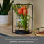 Hurricane de table Elements 9,09 "