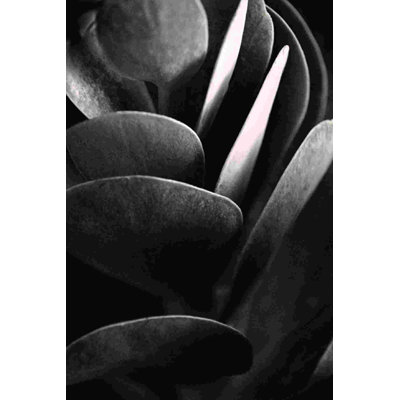 Black And White Nature 3