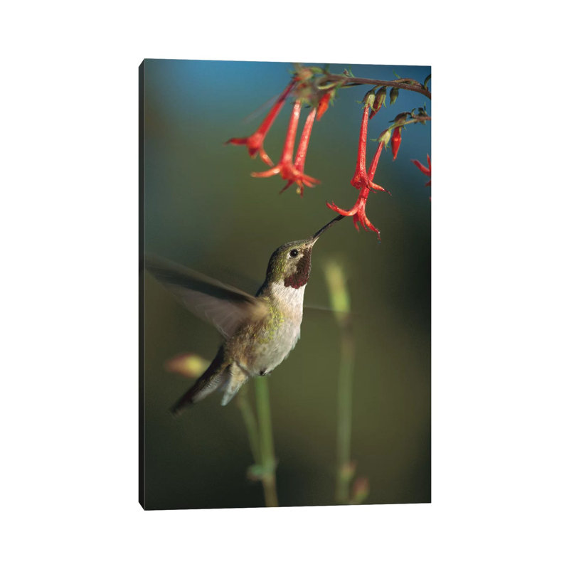 Broad-Tailed Hummingbird Feeding On Scarlet Gilia Flowers, New Mexico by Tim Fitzharris - Gallery-Wrapped Canvas Giclée on Canvas