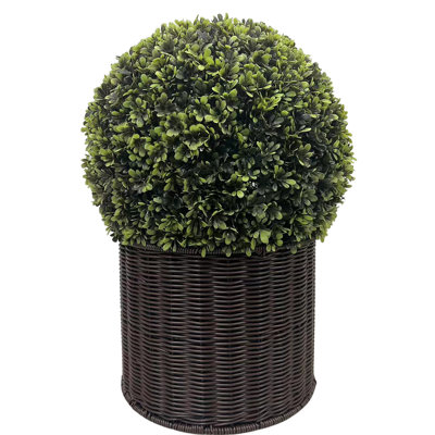 20 plantes