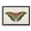 «Beautiful Butterfly IV», impression sur toile encadrée-1812992107-1812992106
