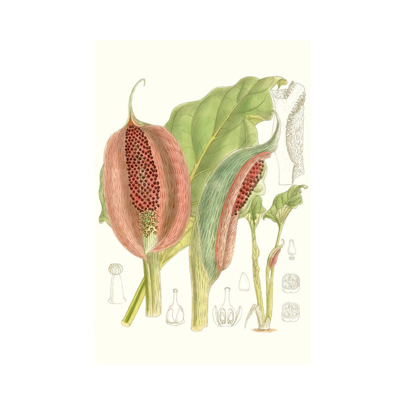 Tropical Variety VI by Curtis - Gallery-Wrapped Canvas Giclée on Canvas, No Frame, 20.32 cm H x 30.48 cm W