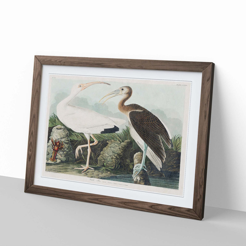 White Ibis Bird & Lobster by John Audubon - Picture Frame Art Prints, Walnut Framed, 36cm H x 48cm W x 2cm D