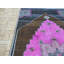 Tapis oriental turc rose noué à la main 5 pi 8 po x 10 pi 9 po 3460C5D7EC534553AE42FBFEF0F23C5F
