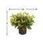 Outdoor Croton Bush Arrangement In A Fiberstone Pot-107949498