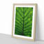 Green Leaf Lines 1 Piece Single Picture Frame Painting on MDF-56739842-56739847