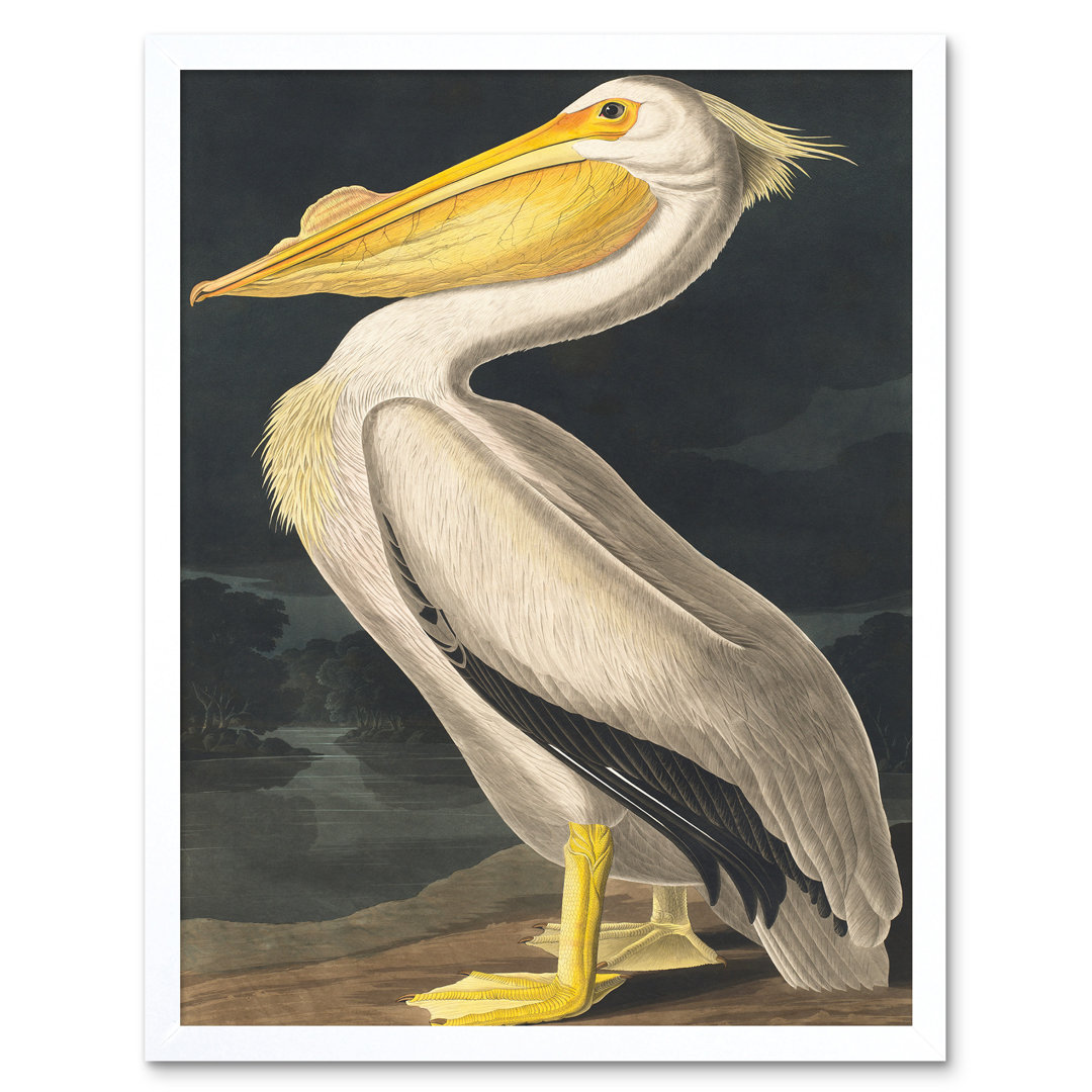 Audubon Style Vintage Detailed Pelican Bird - Print