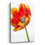 «Orange Poppy Opened Today» par Pamela Plummer-897519893
