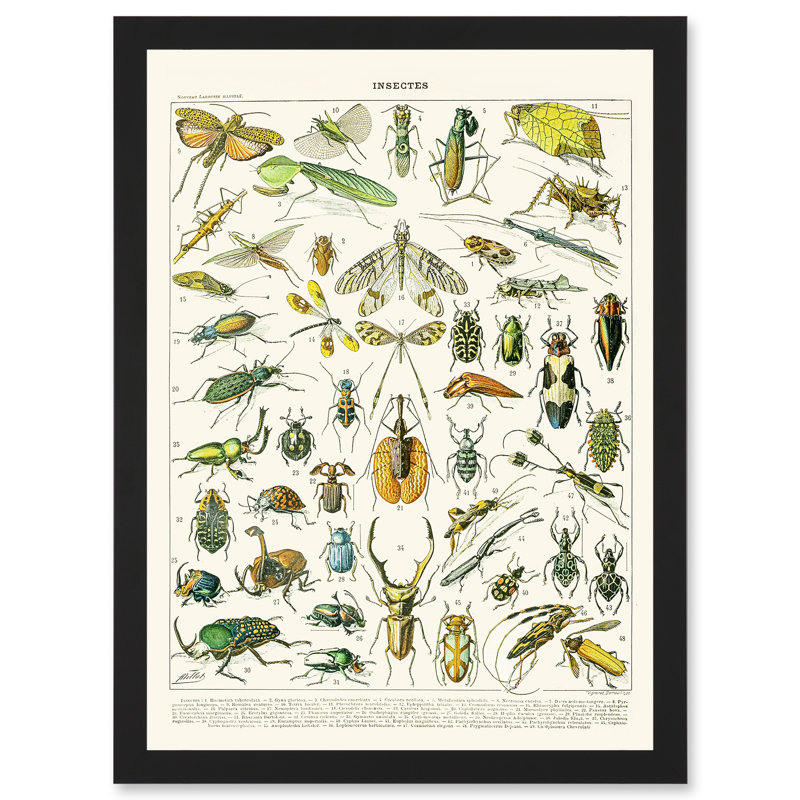 Millot Encyclopedia Vintage Flying Insects Beetles Nature 1 Piece Single Picture Frame Wall Art