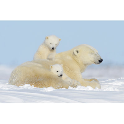 " Polar Bear " by Andreanita