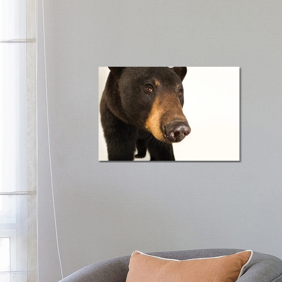 A Louisiana Black Bear At The Caldwell Zoo In Tyler, Texas von Joel Sartore - Galerie-verpackte Leinwand Giclée