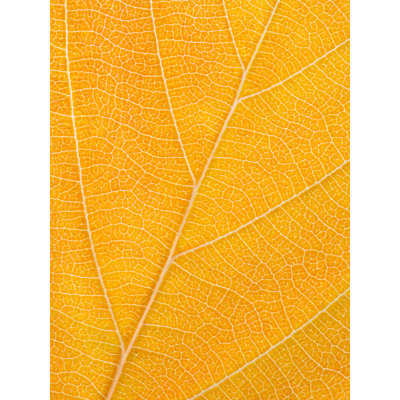Autumn Leaf Print by Philippe Monthoux