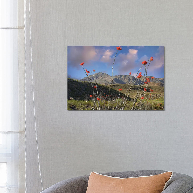 Ocotillo, Big Bend Ranch State Park, Chihuahuan Desert, Texas 1 Piece Wrapped Canvas Wall Art