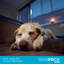 Lit pour chien en mousse viscoélastique ultra-douce BIRDROCK Home-1796309639-1796309632