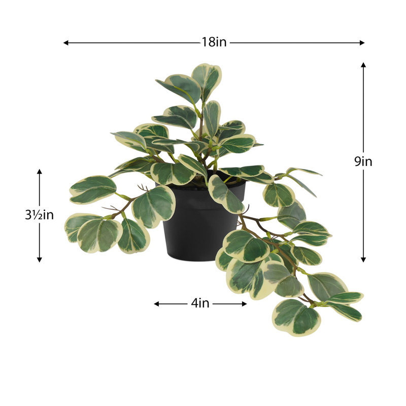 Decorative Faux Hoya Houseplant in Pot
