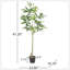 Macrocarpa artificiel Pachira-1573203037