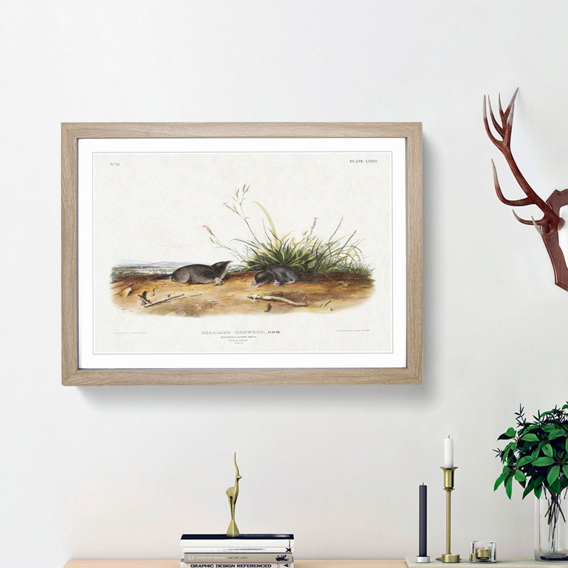 Shrew Moles by J.W. Audubon - Picture Frame Painting Print, 27cm H x 36cm W x 2cm D, Oak Framed