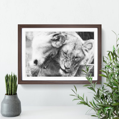 Two Snuggling Lions - Single Picture Frame Print on MDF