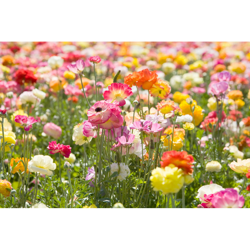 A Flower Field by Meltonmedia, 8" H x 12" W
