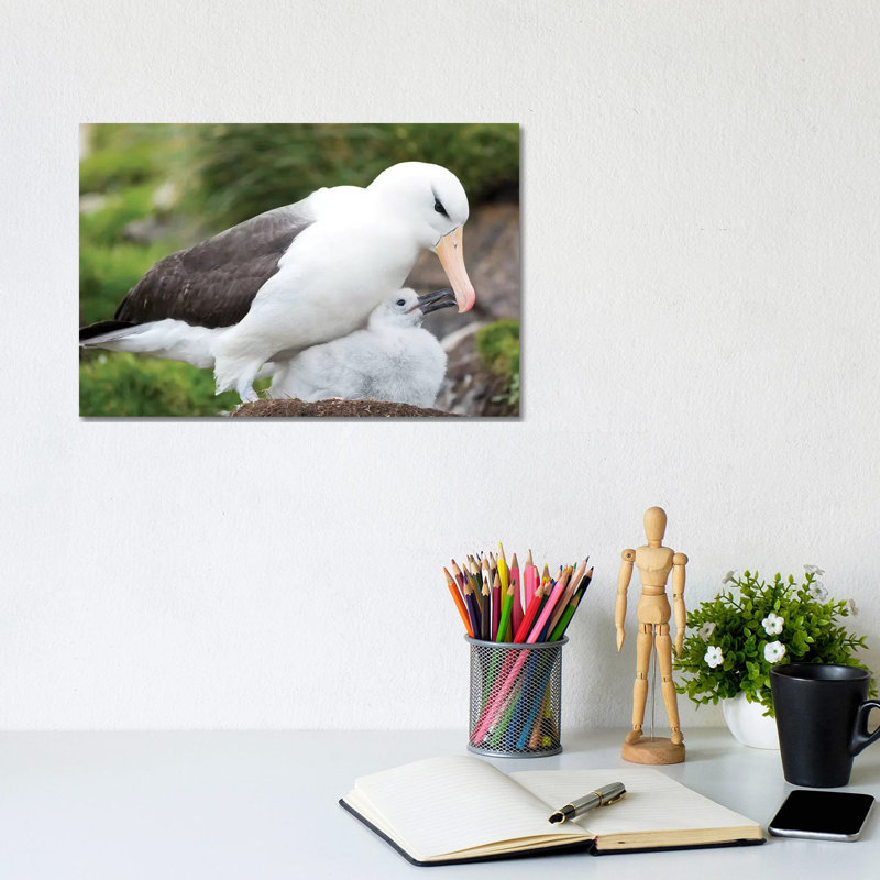 Adult Black-Browed Albatross Feeding Chick On Tower-Shaped Nest, Falkland Islands. by Martin Zwick - Wrapped Canvas Print